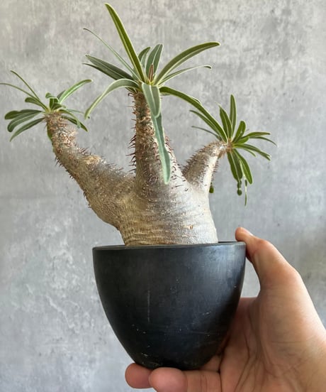 CATEGORY 植物 | 奇妙な植物園