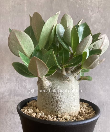 アガベ カビゴン 白覆輪斑 5-604 アガベ カビゴン 白覆輪斑 5