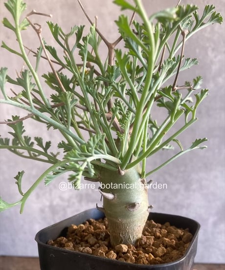 CATEGORY 植物 | 奇妙な植物園