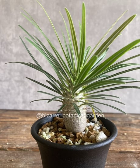 新着パキポデュウム品種不明株 新着パキポデュウム品種不明株