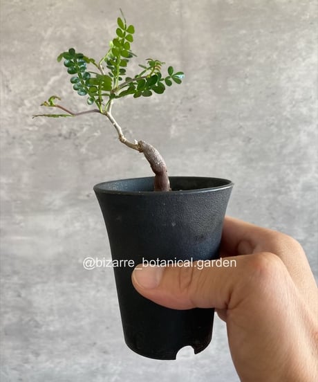 植物地獄様　レイヴン / マクラータ斑入り　葉挿し1枚 最初はサラワク養殖ケースでしたが、今は色んな葉っぱポイポイし