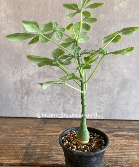 ITEM | 奇妙な植物園