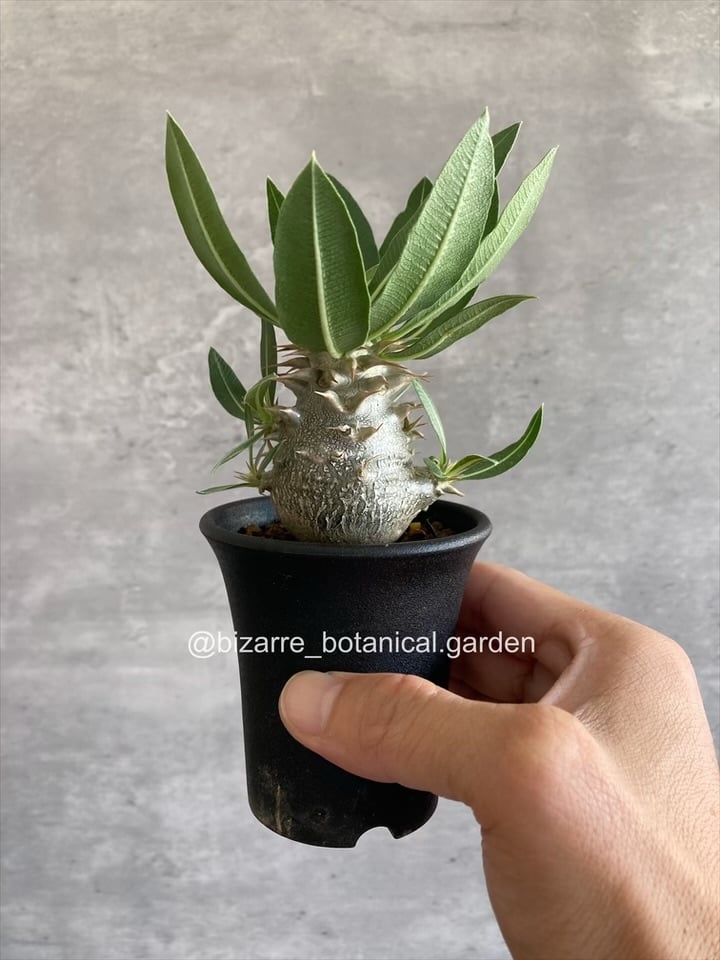 パキポディウム 恵比寿大黒 実生571 | 奇妙な植物園