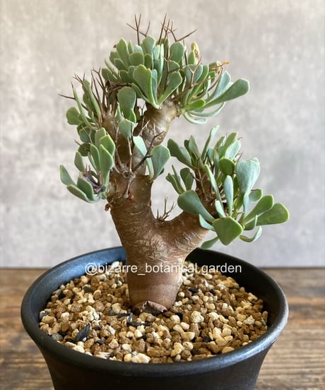 CATEGORY 植物 | 奇妙な植物園