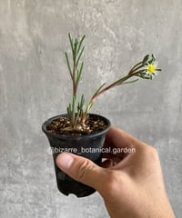 アガベ　チタノタ　カビゴン　白覆輪斑　5-604 アガベ カビゴン 白覆輪斑 5-604 | 奇妙な植物園