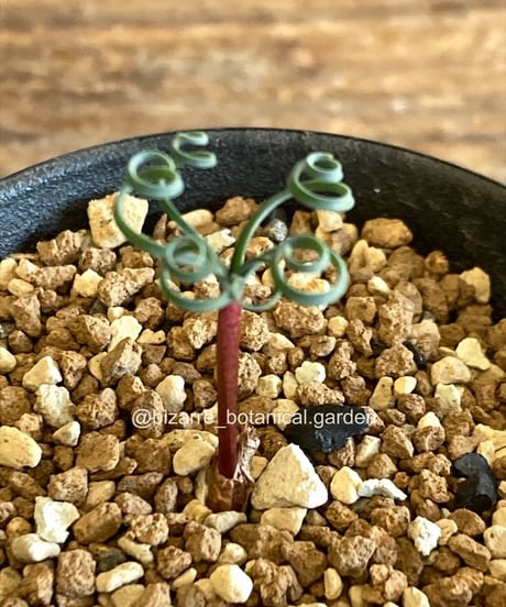 CATEGORY 植物 | 奇妙な植物園