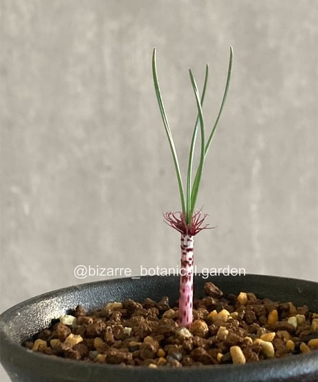 希少 ゲチリス ベルティシラータ ケープバルブ 塊根 球根 冬型植物