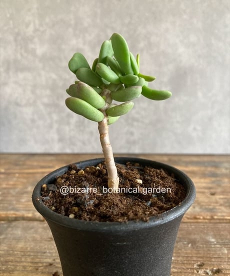 CATEGORY 植物 | 奇妙な植物園