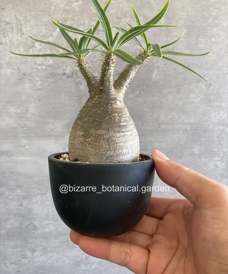 植物地獄様　レイヴン / マクラータ斑入り　葉挿し1枚 最初はサラワク養殖ケースでしたが、今は色んな葉っぱポイポイし