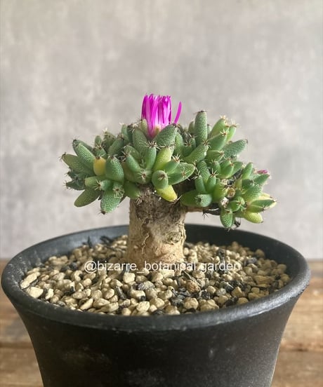 CATEGORY 植物 | 奇妙な植物園