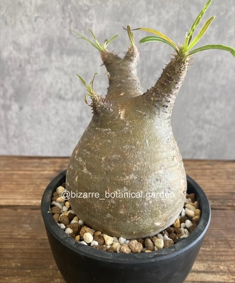 パキポディウム グラキリス 現地球発根済5-304 （T179【自社養生株 