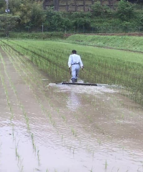 有機肥料・無農薬栽培米 令和5年(2023)産 コシヒカリ 白米 5kg