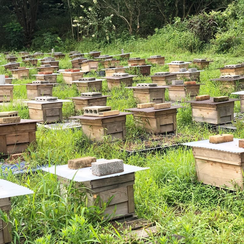 MINOKAMO HONEY 300g 4本 | 藤井養蜂