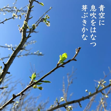 芽吹き Spicy Hazy IPA（瓶３本）