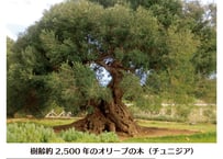 クシロ薬局　商品カタログ　令和8年2月版 <最新>