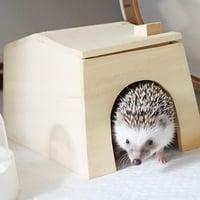 ハリネズミののぞいて安心ハウス