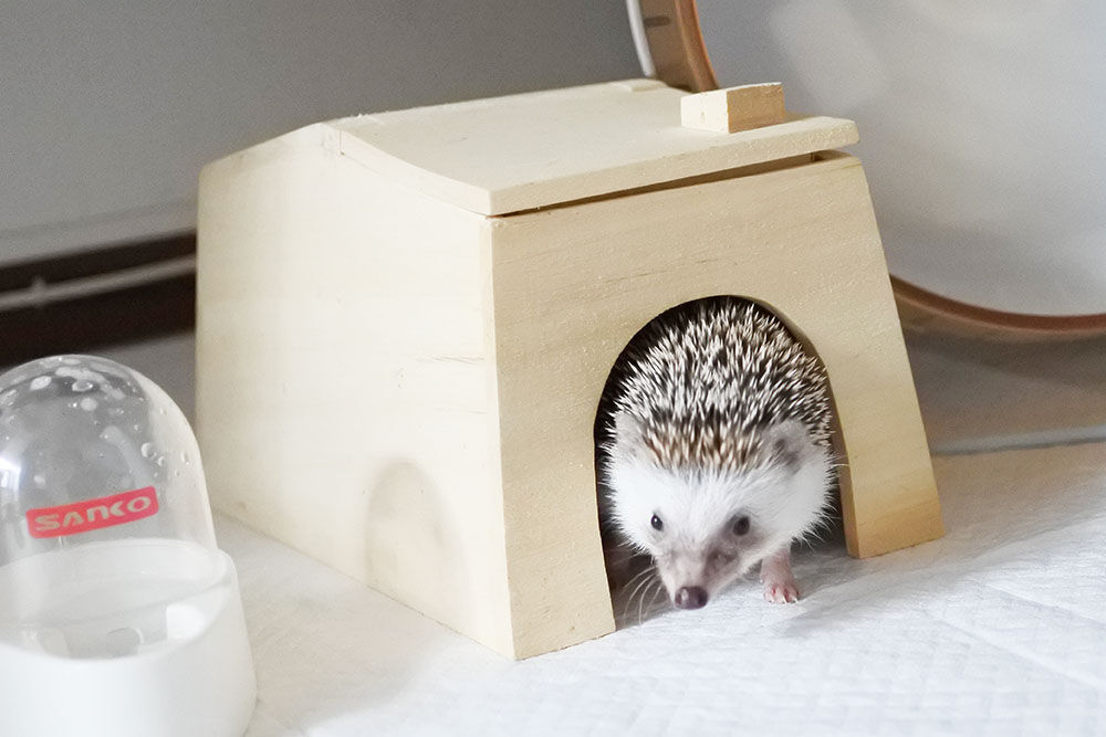 ハリネズミハウス ハリネズミののぞいて安心ハウス | ハリんち
