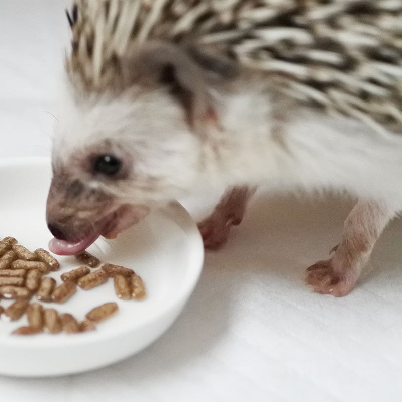 ひかりハリネズ 300g | ハリんち