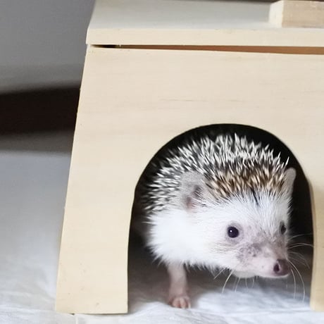 ハリネズミののぞいて安心ハウス
