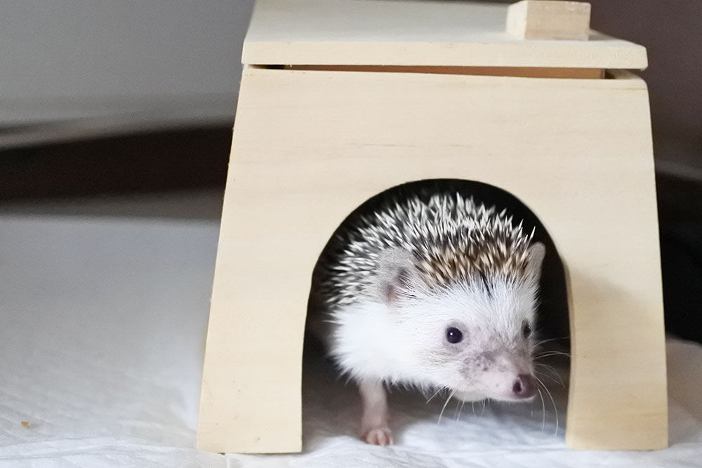 ハリネズミののぞいて安心ハウス | ハリんち