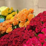 noc'turne       roseshop