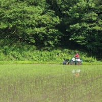 やさかの有機コシヒカリ玄米5kg