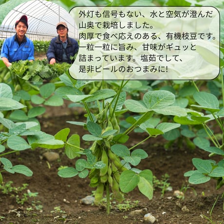 一粒一粒に旨みが詰まった、やさかの有機枝豆セット[送料無料]
