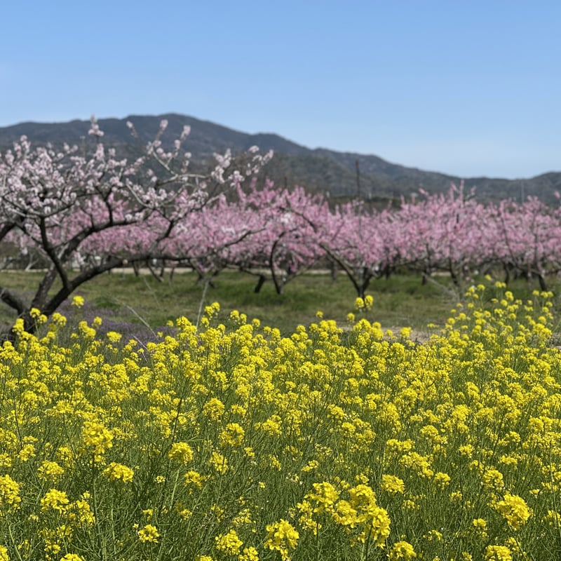 さなげの桃ゼリー6個入り | SHOKADO Webストア