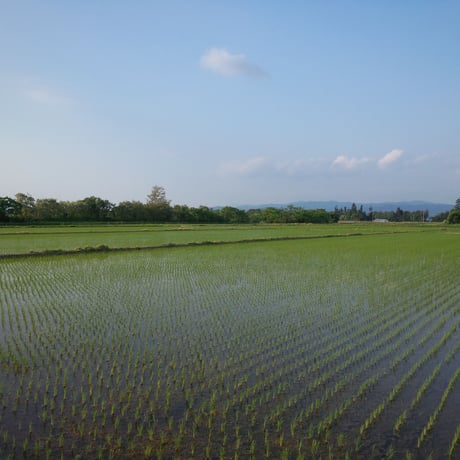 山形県産特別栽培米つや姫1等20㎏玄米