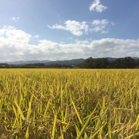 7年産山形県産特別栽培米　つや姫10㎏