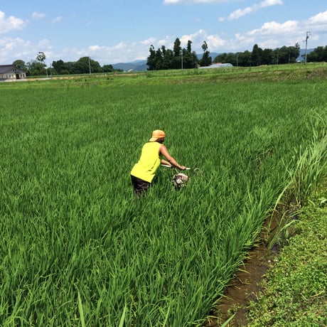 山形県産特別栽培米つや姫1等20㎏玄米