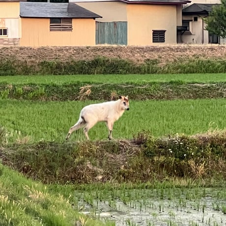 7年産山形県産特別栽培米　ササニシキ5㎏