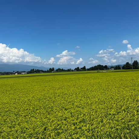7年産山形県産特別栽培米　ひとめぼれ5㎏