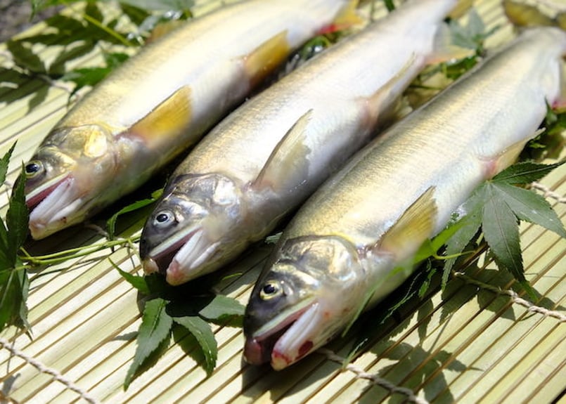 鮎（養殖）冷凍8尾 | 株式会社魚福オンラインショップ