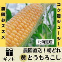 【朝どれ産直！】定番・芳醇な味わいの黄色とうもろこしL2L 10本セット【送料込】