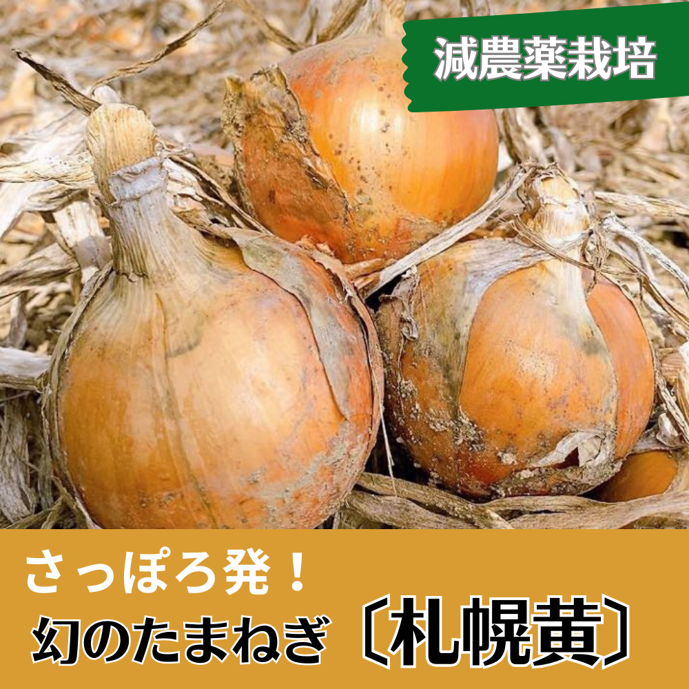 2023年新物】幻のたまねぎ「札幌黄(さっぽろき)」L・L大10kg | とれた