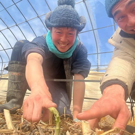 【2026年新物入荷】北海道の春の味！春の恵で栄養たっぷりアスパラ！L900g（送料込み）