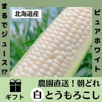 【朝どれ産直！】リッチな甘み・生食もOK 白色とうもろこし「ピュアホワイトSP」L2L 10本セット【送料込】