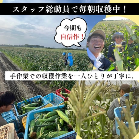 ※完売御礼※【数量限定】初出荷！農家直送「完熟プレミアムピュアホワイト」 10本セット【送料込】