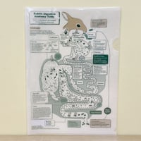 Rabbit Digestive Anatomy Table  A4-sized plastic file folder [ luluSTORE ]