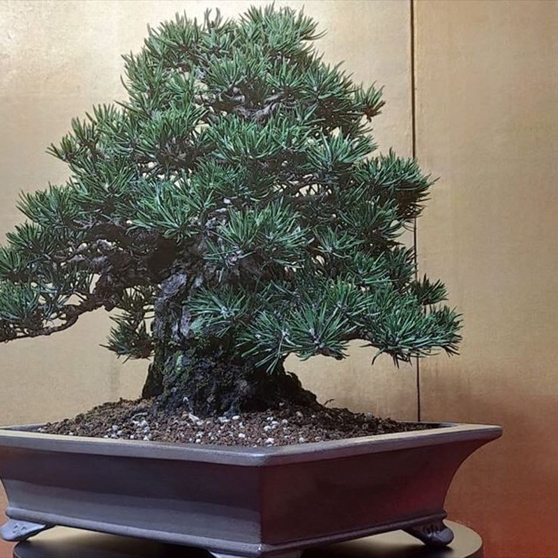 小品盆栽黒松寿 【公式通販】