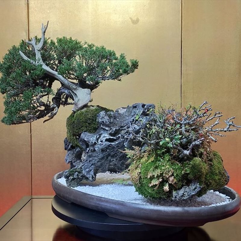 盆栽 　石付き 真柏　良質 龍岩石　[五葉松　赤松　さつき各種] 盆栽 石付き 真柏 良質 龍岩石 [五葉松 赤松 さつき各種]