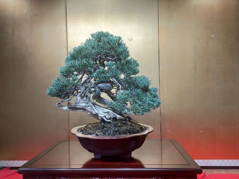 真柏　切断片５０cm大　盆栽　しんぱく　天然木 真柏 切断片50cm大 盆栽 しんぱく 天然木