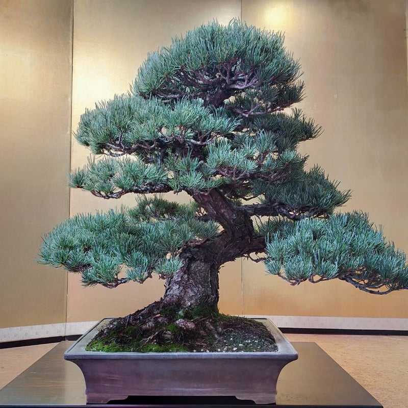 樹高13.5㎝ イワシデ ソロ 小品盆栽 BONSAI 真柏 黒松 五葉松 紅葉
