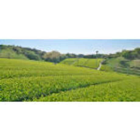 江戸緑茶　150g「5g×30入り」　(101849)