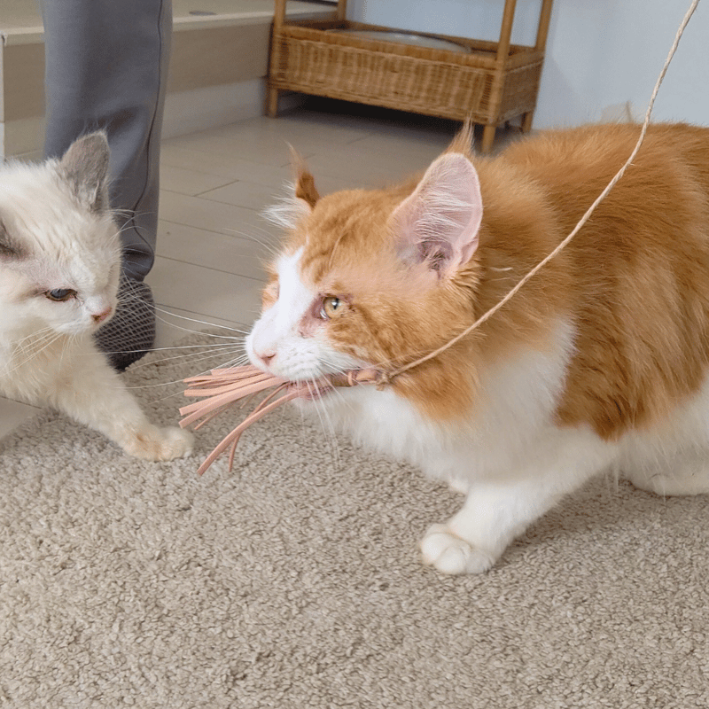 猪革猫じゃらしレギュラー（釣り竿タイプの猪革猫じゃらし） | 山猫本舗