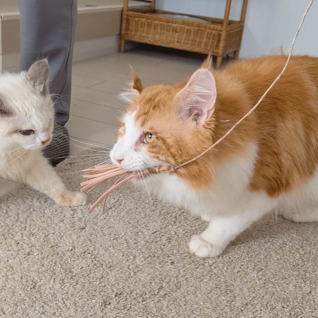 猪革猫じゃらしレギュラー（釣り竿タイプの猪革猫じゃらし） | 山猫本舗
