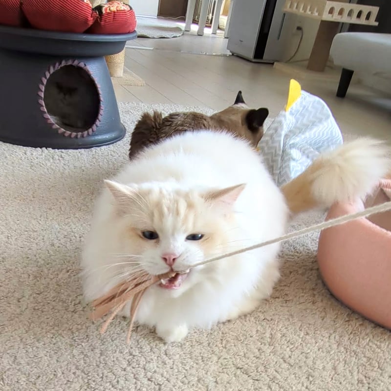 猪革猫じゃらし釣竿タイプ用 取替用先端玩具（紐1本付） | 山猫本舗