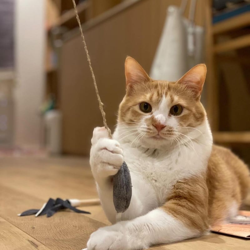 鹿革猫じゃらしプレミアム（釣り竿タイプの鹿革猫じゃらし）ネイビー