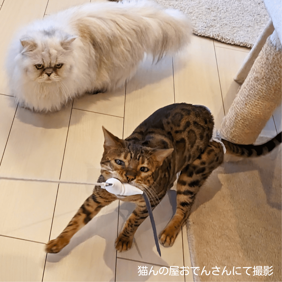 白鹿革猫じゃらしレギュラー専用 （白色）取替用先端玩具（コットン紐